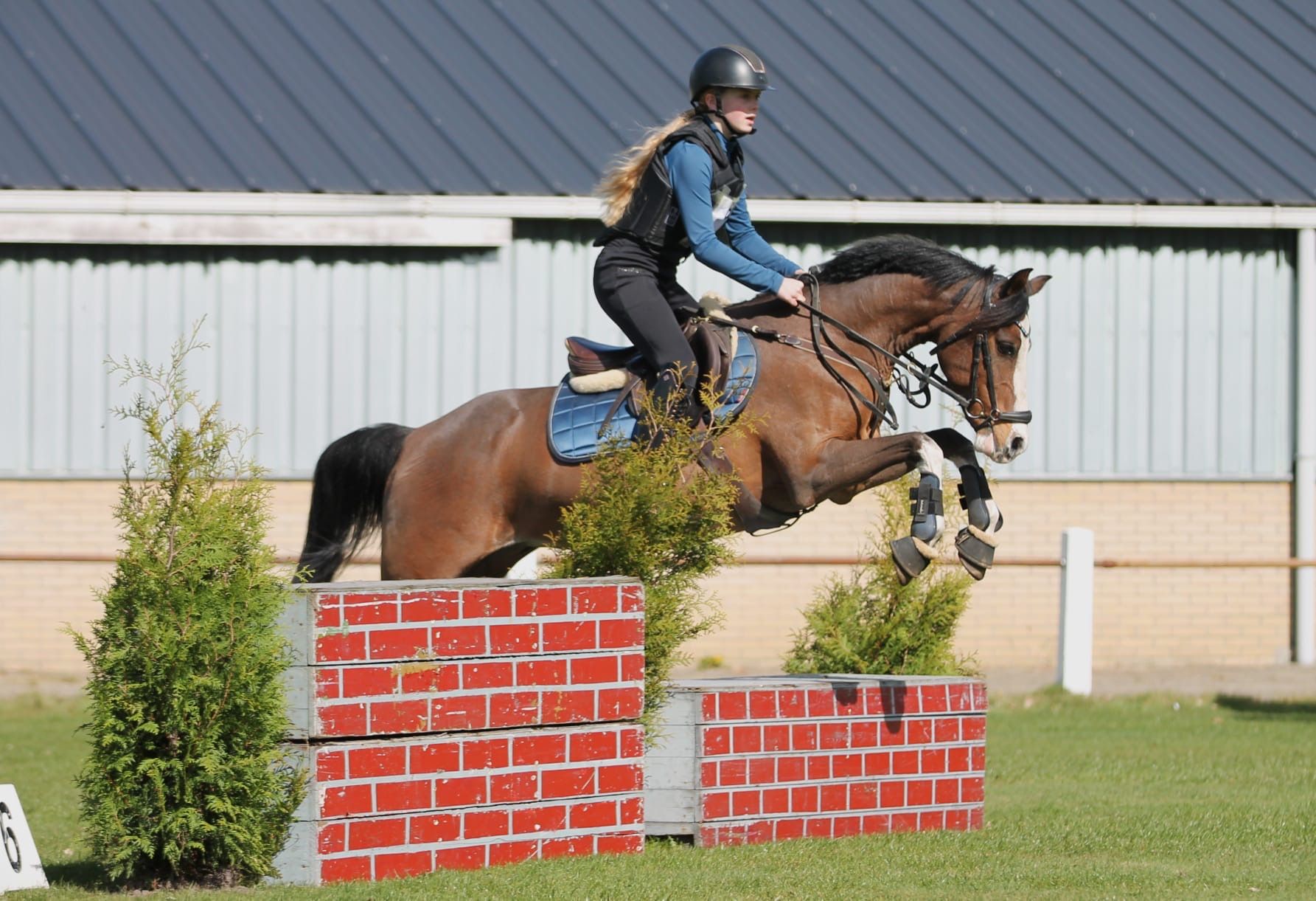 ander allround-pony merrie 16 ani donkerbruin de vânzare - Foto 6