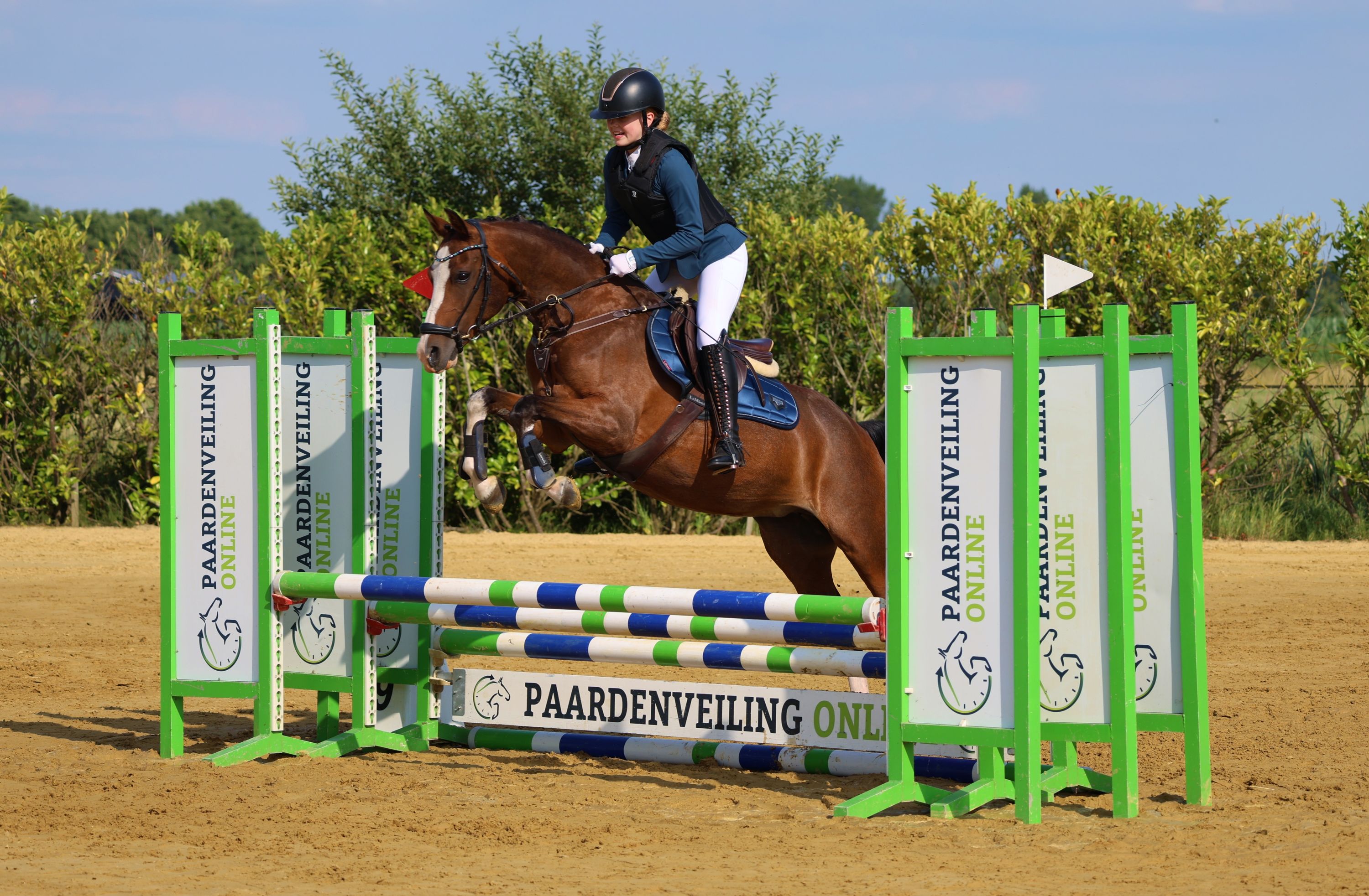 ander allround-pony merrie 16 ani donkerbruin de vânzare - Foto 5