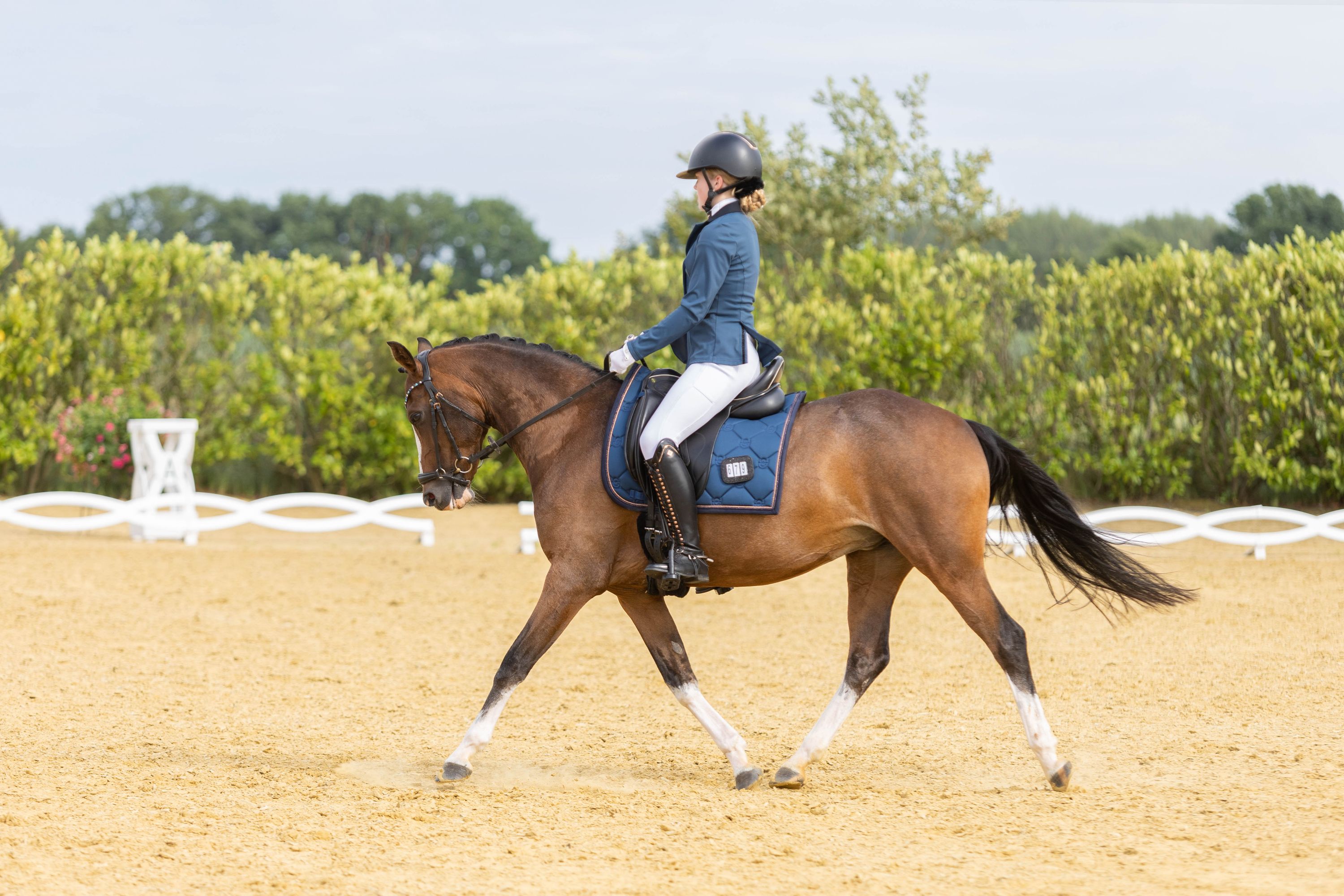 ander allround-pony merrie 16 ani donkerbruin de vânzare - Foto 4