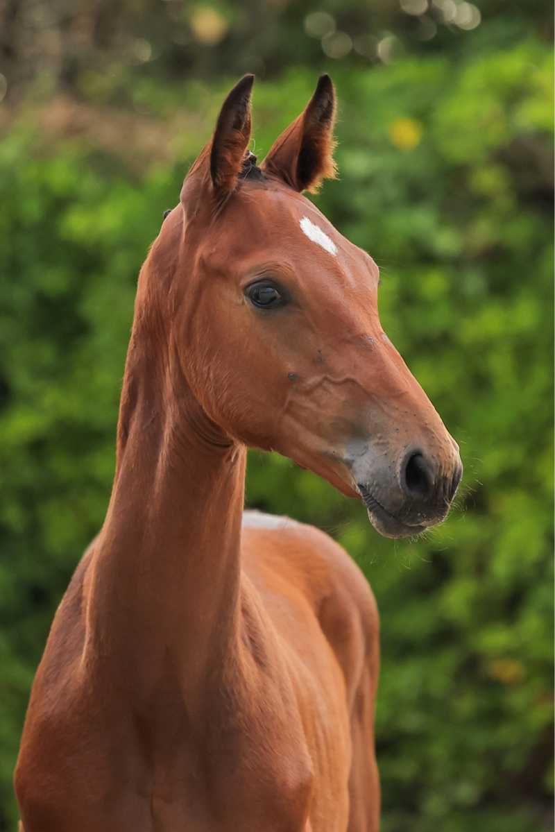 kwpn springpaard hengst 1 jaar bruin te koop - Foto 2