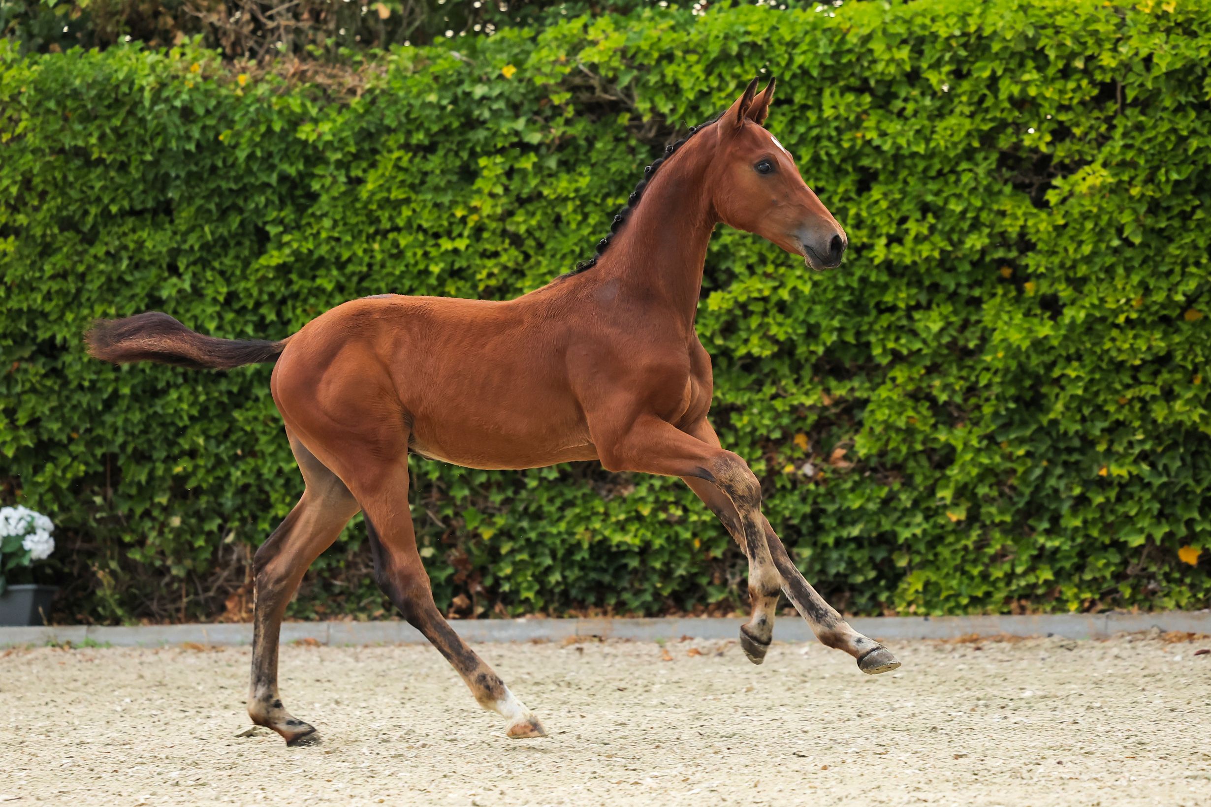 kwpn springpaard hengst 1 jaar bruin te koop - Foto 5