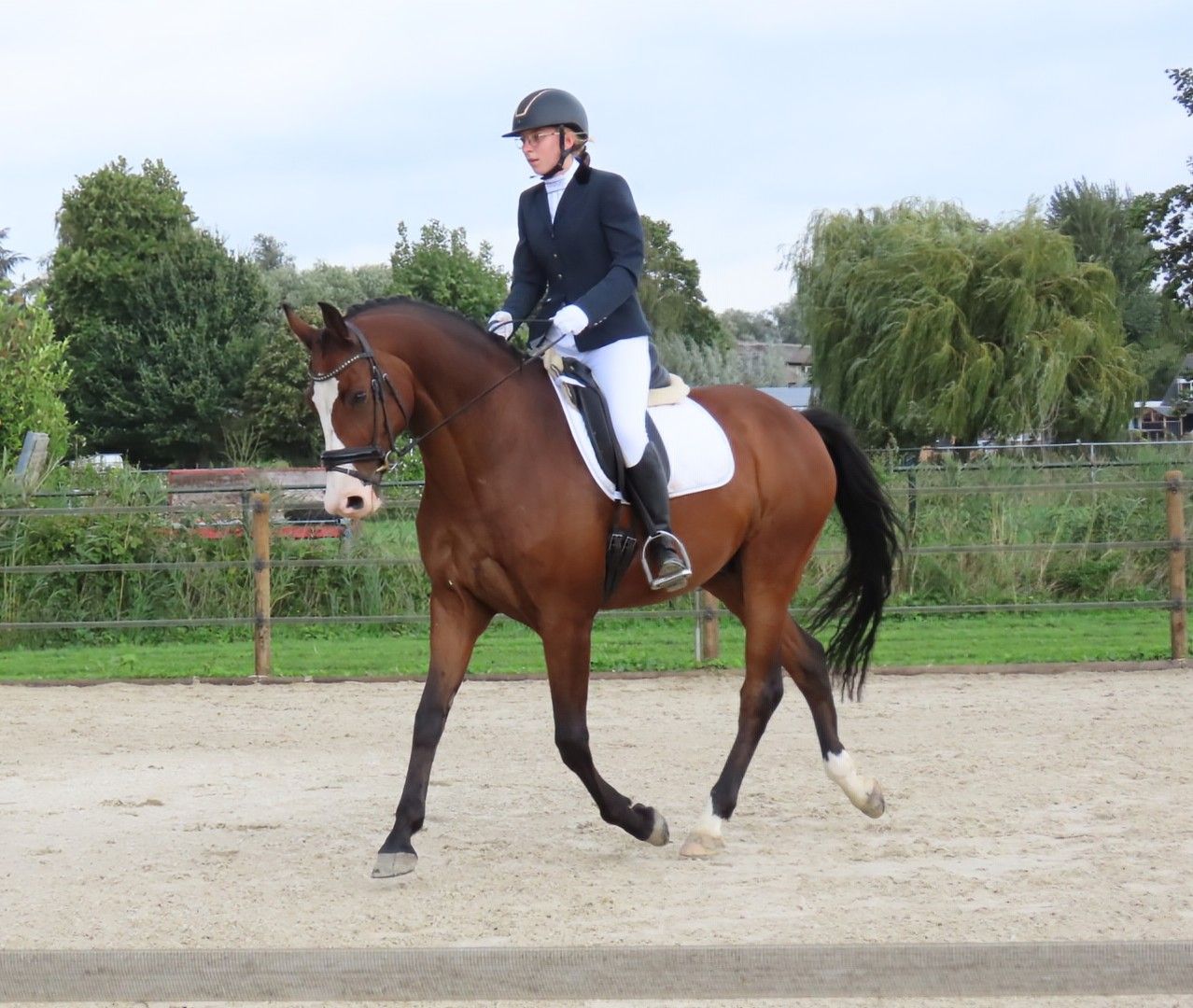 kwpn dressuurpaard ruin 9 ani donkerbruin de vânzare - Foto 3