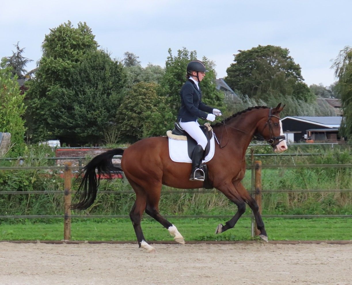 kwpn dressuurpaard ruin 9 ani donkerbruin de vânzare - Foto 2