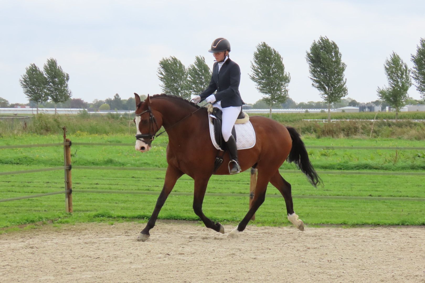 kwpn dressuurpaard ruin 9 ani donkerbruin de vânzare - Foto 4