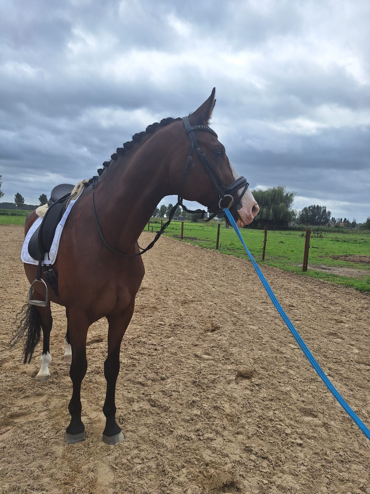 kwpn dressuurpaard ruin 9 ani donkerbruin de vânzare - Foto 5
