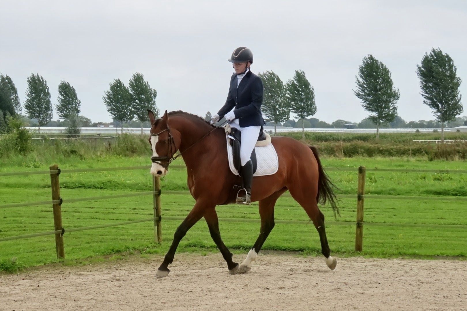 kwpn dressuurpaard ruin 9 ani donkerbruin de vânzare - Foto 6