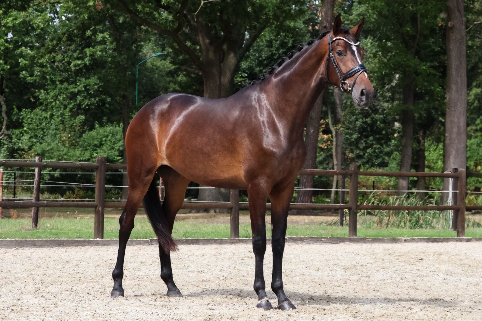 Very interesting 3-year-old dressage horse