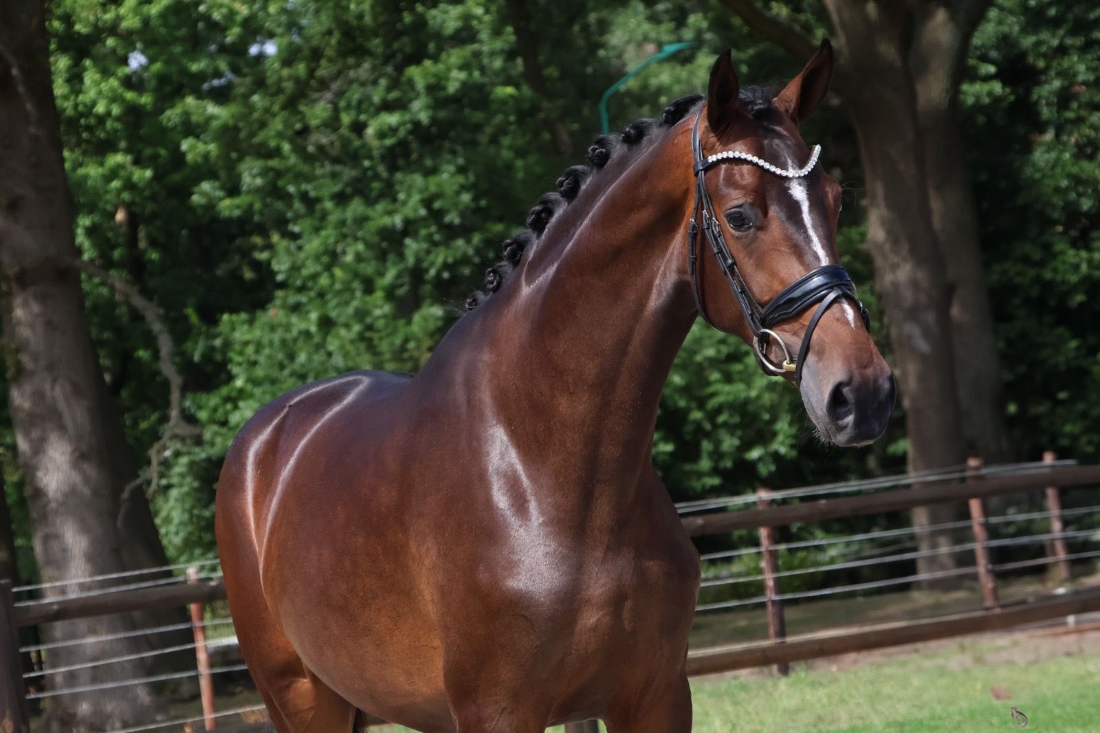 KWPN dressuurpaard merrie 3 rokov donkerbruin na predaj - Foto 2