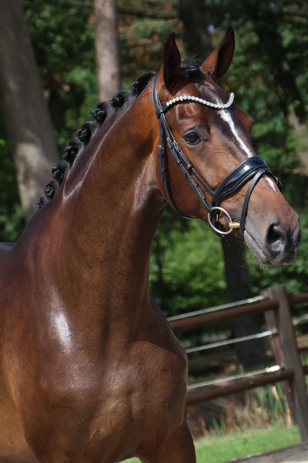 KWPN dressuurpaard merrie 3 rokov donkerbruin na predaj - Foto 3