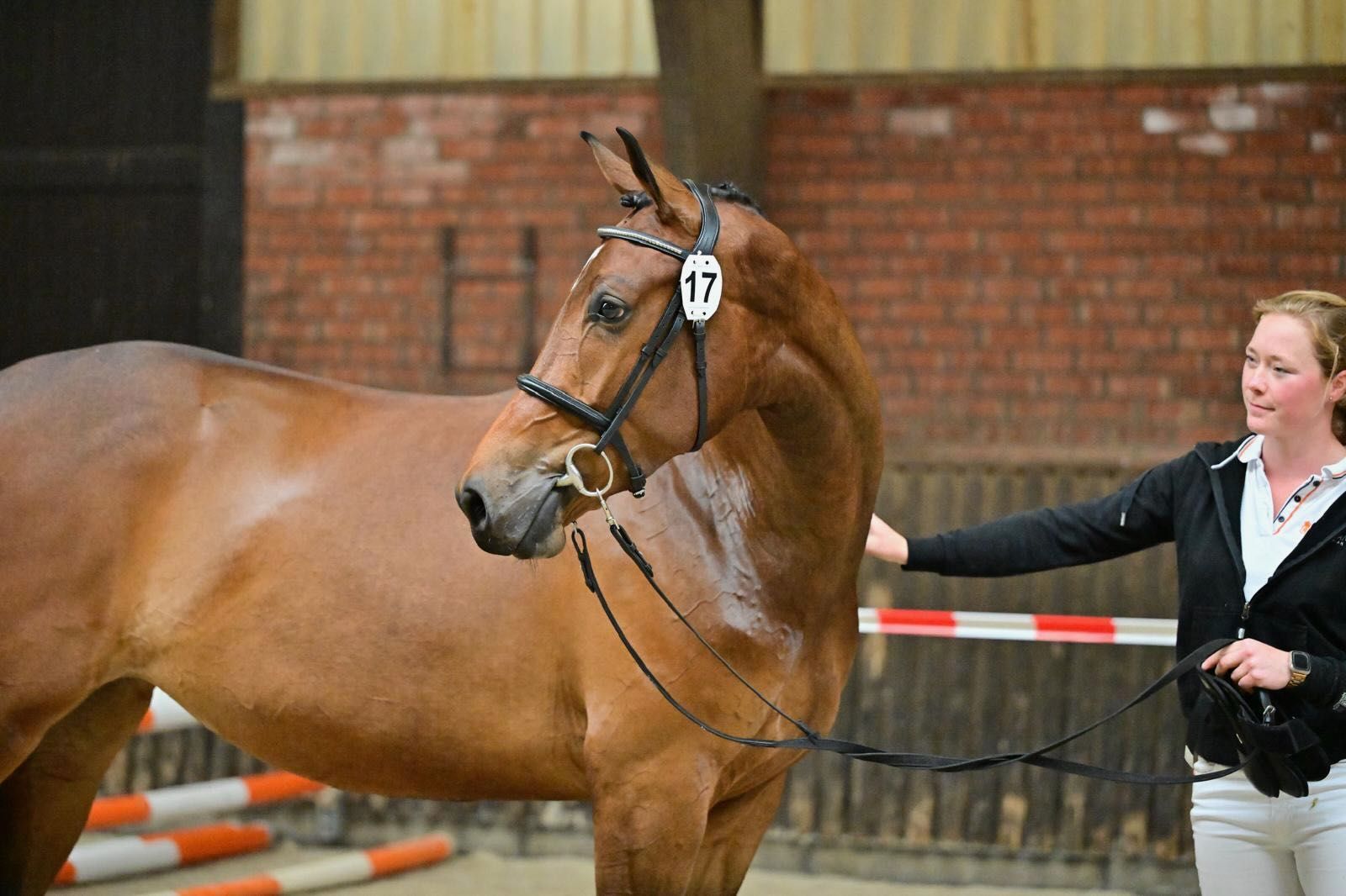 kwpn springpaard merrie 6 ani donkerbruin de vânzare - Foto 2