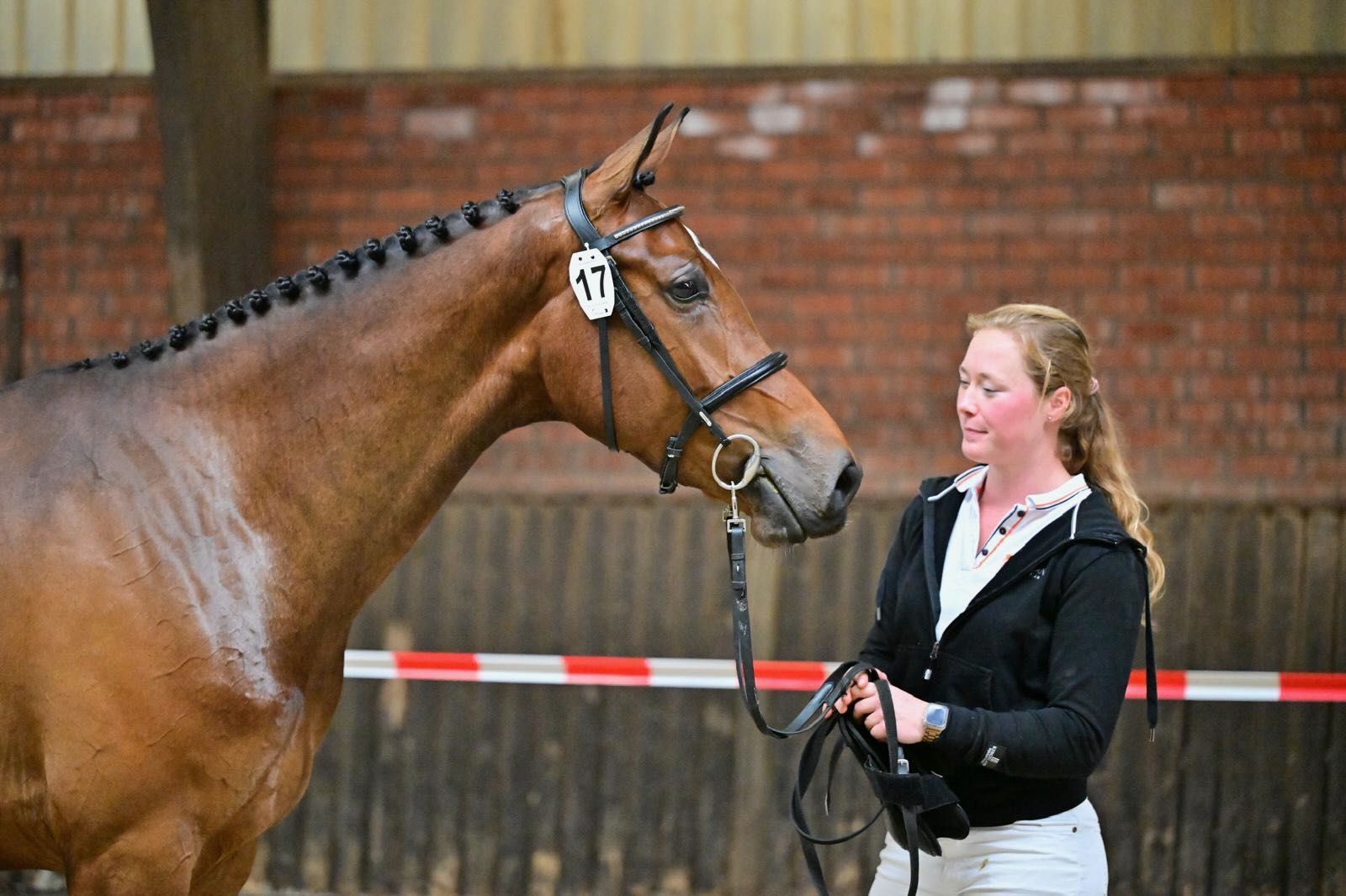 kwpn springpaard merrie 6 ani donkerbruin de vânzare - Foto 3