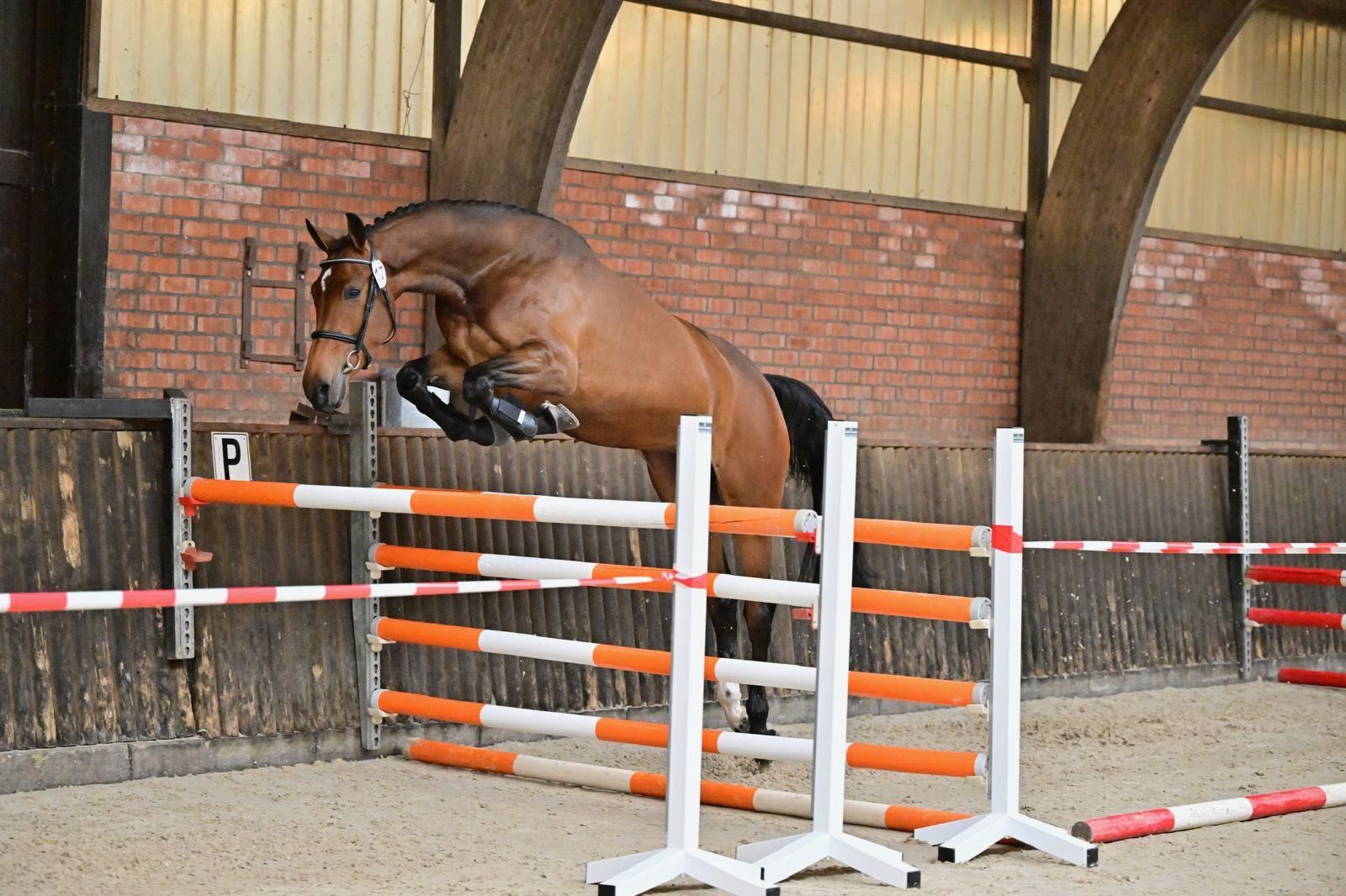 kwpn springpaard merrie 6 ani donkerbruin de vânzare - Foto 4