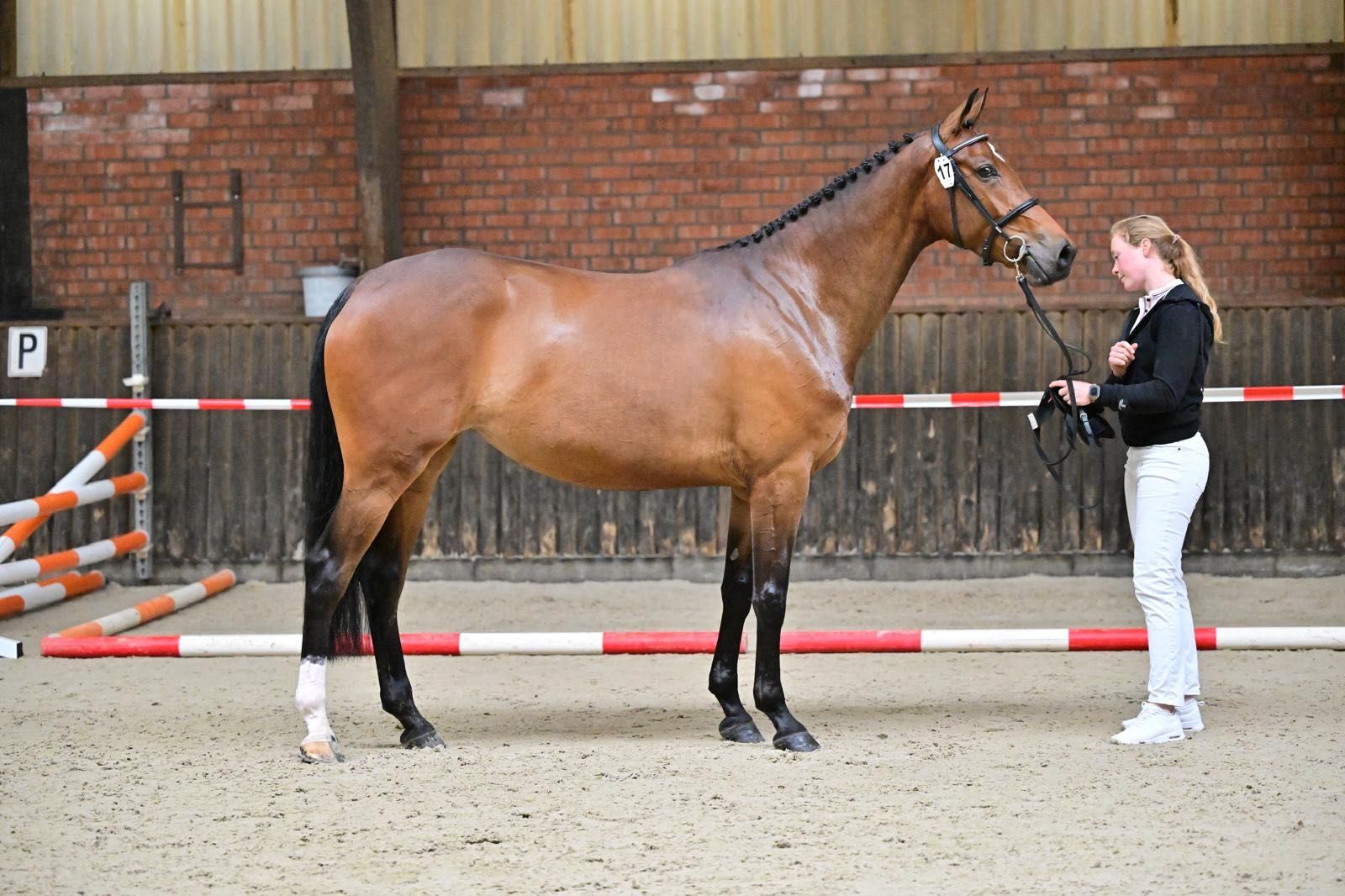 kwpn springpaard merrie 6 ani donkerbruin de vânzare - Foto 5