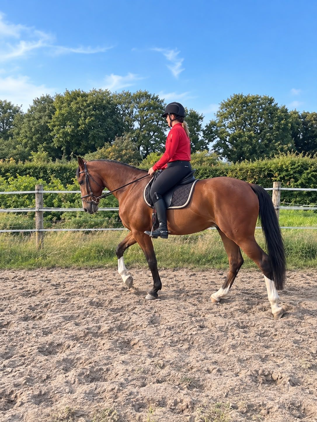 kwpn allrounder ruin 5 years old bruin for sale - Photo 2