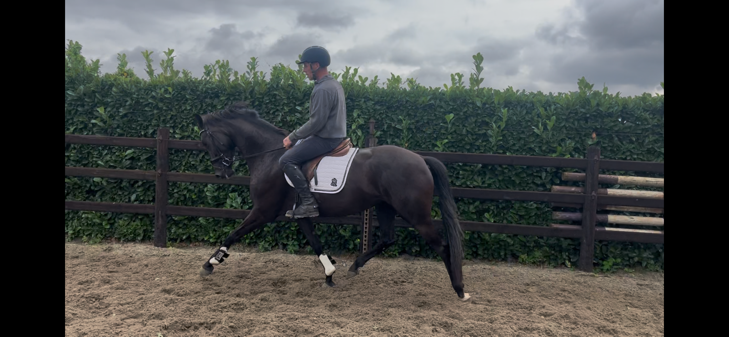 🌟 3-year-old mare well-behaved and backed