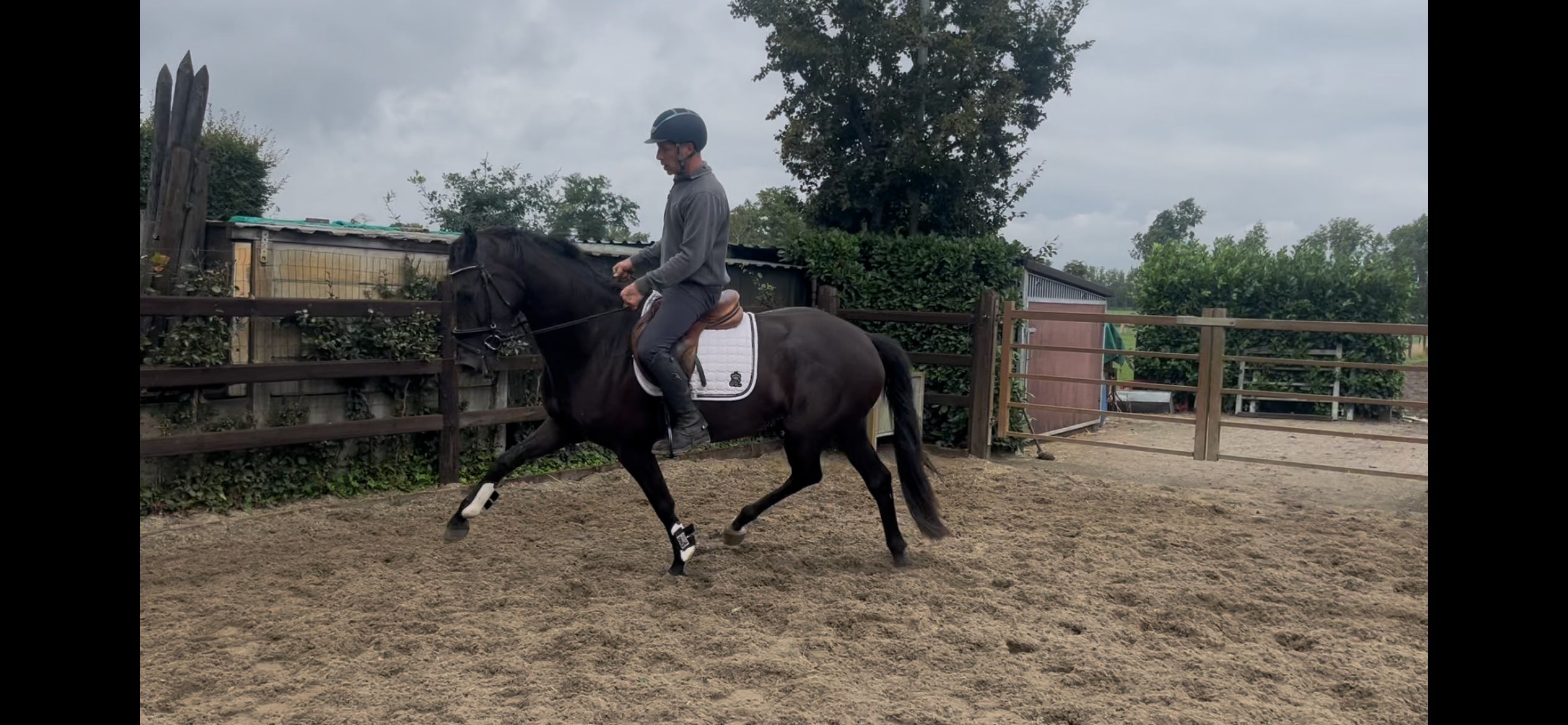 kwpn dressuurpaard merrie 3 ani zwart de vânzare - Foto 2