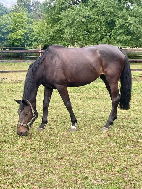 Broodmare for sale Quasimodo Z x Clintona D'Hotot Z x Clinton I