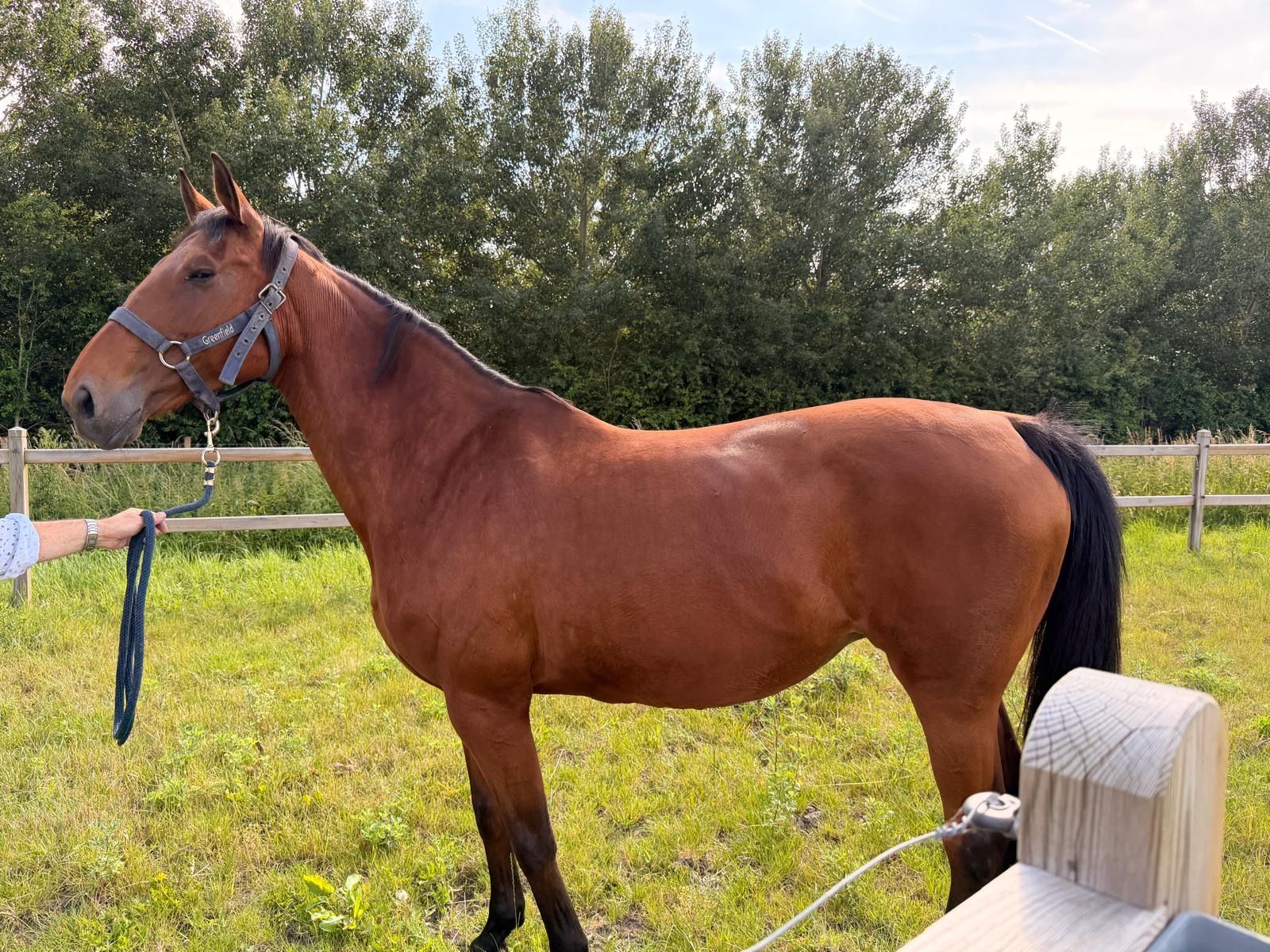 13-year-old pregnant broodmare
