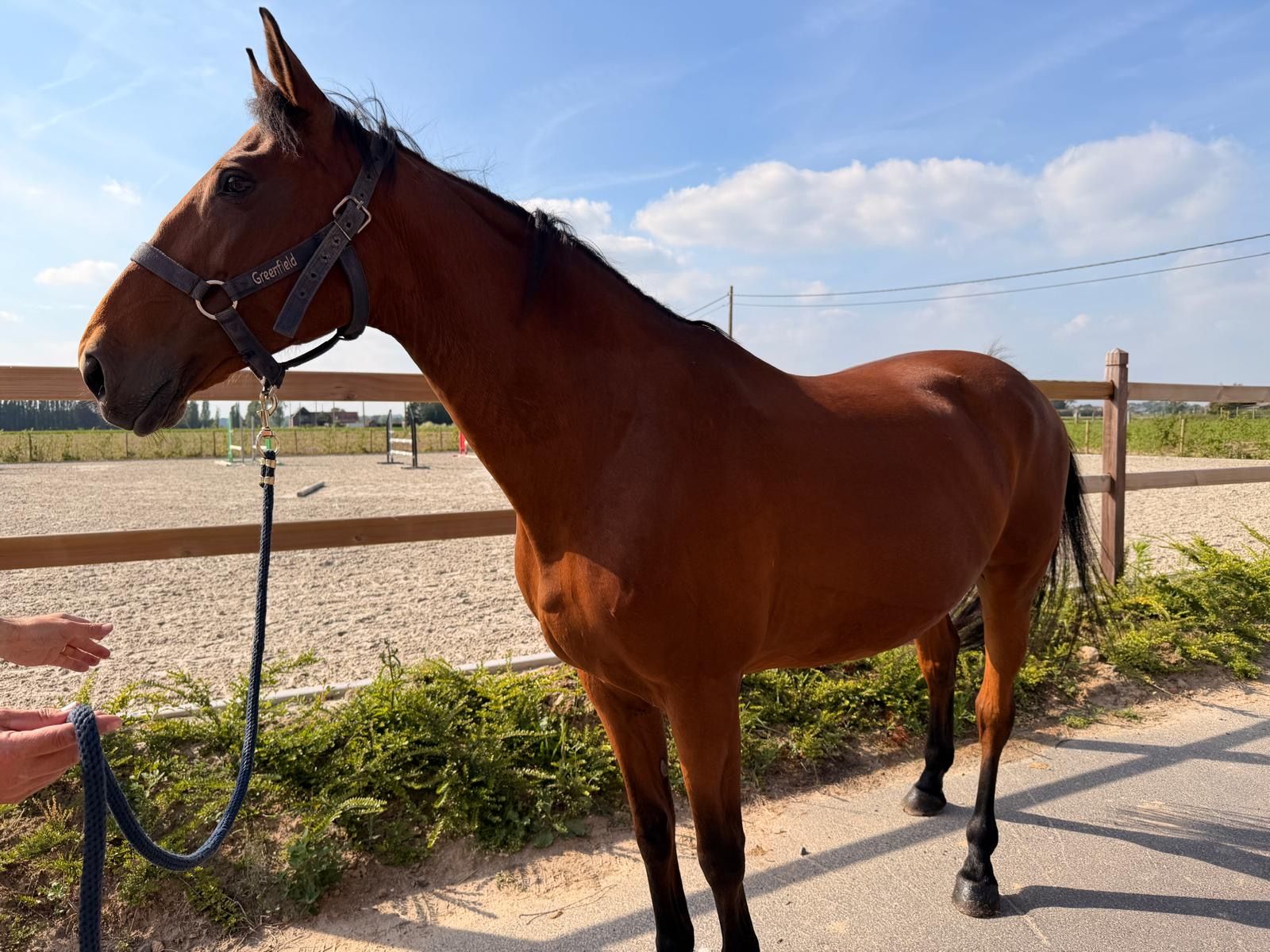 selle-francais fokmerrie merrie 13 ani bruin de vânzare - Foto 2