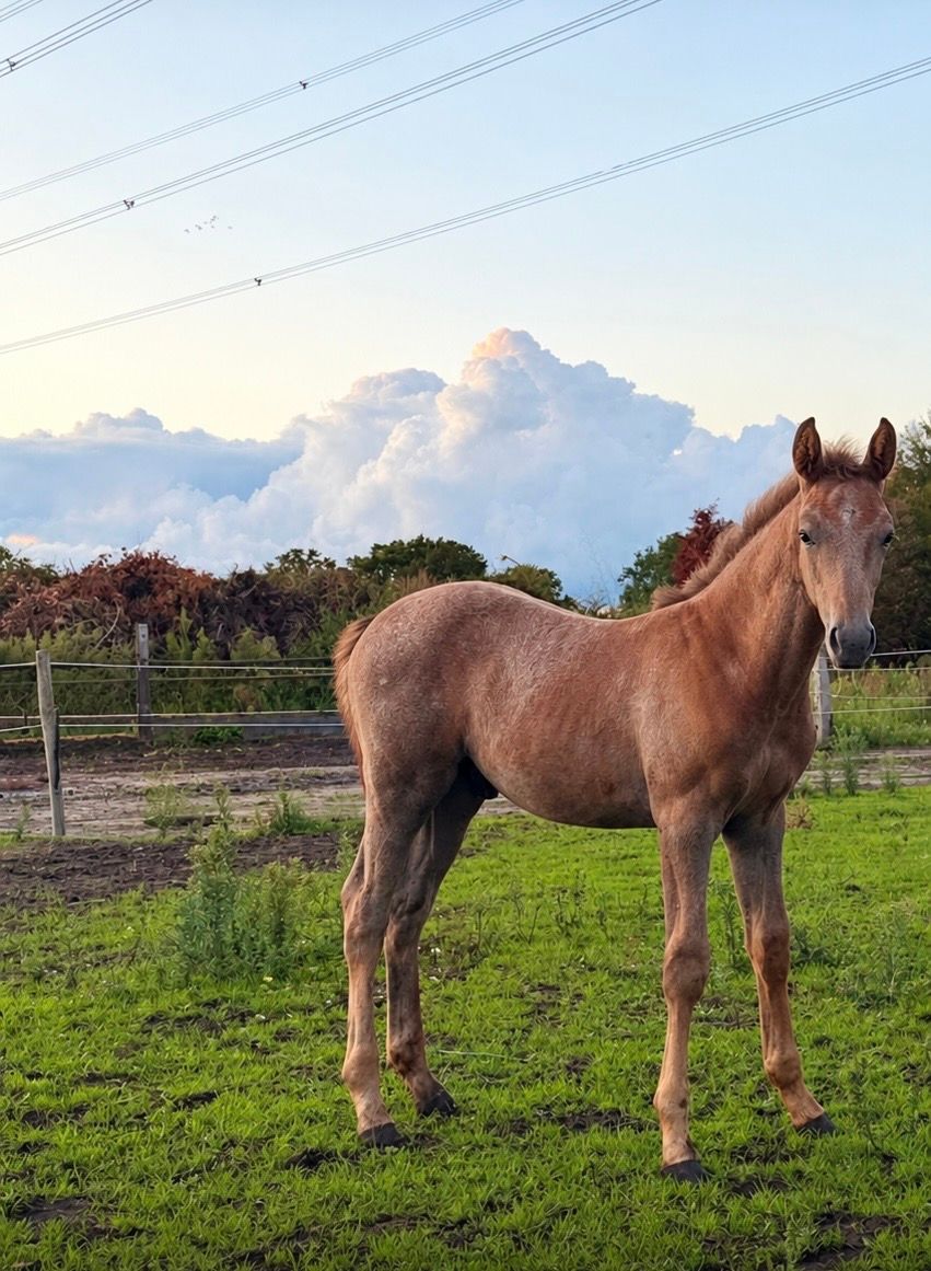 ⭐ Lovande hingstföl – For Treasure VDL × Follow Me ter Doorn