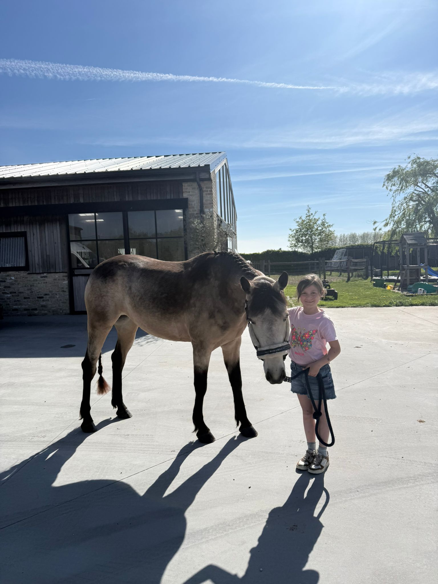 connemara springpony merrie 4 ani andere-kleur de vânzare - Foto 5