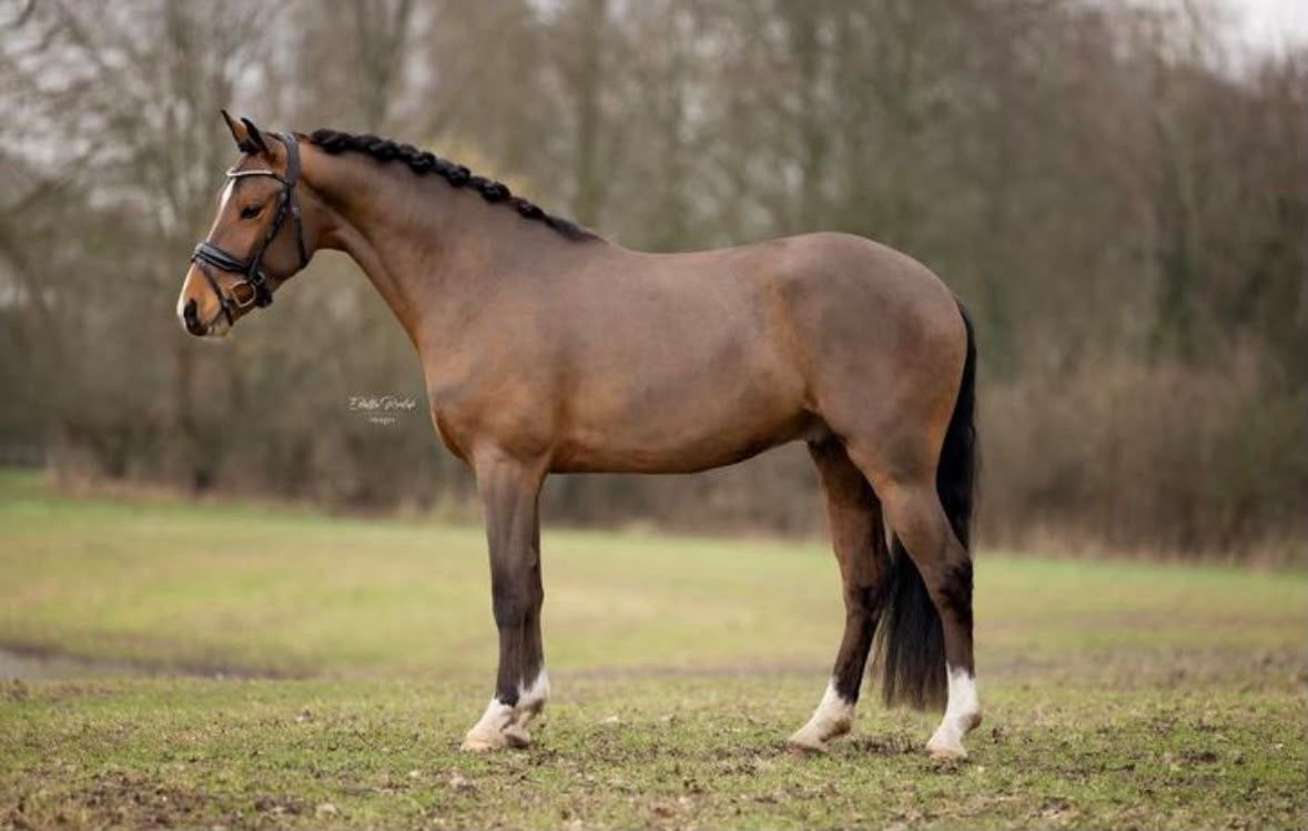 new-forest allround-pony ruin 6 歳 bruin 売り出し中 - 写真 2