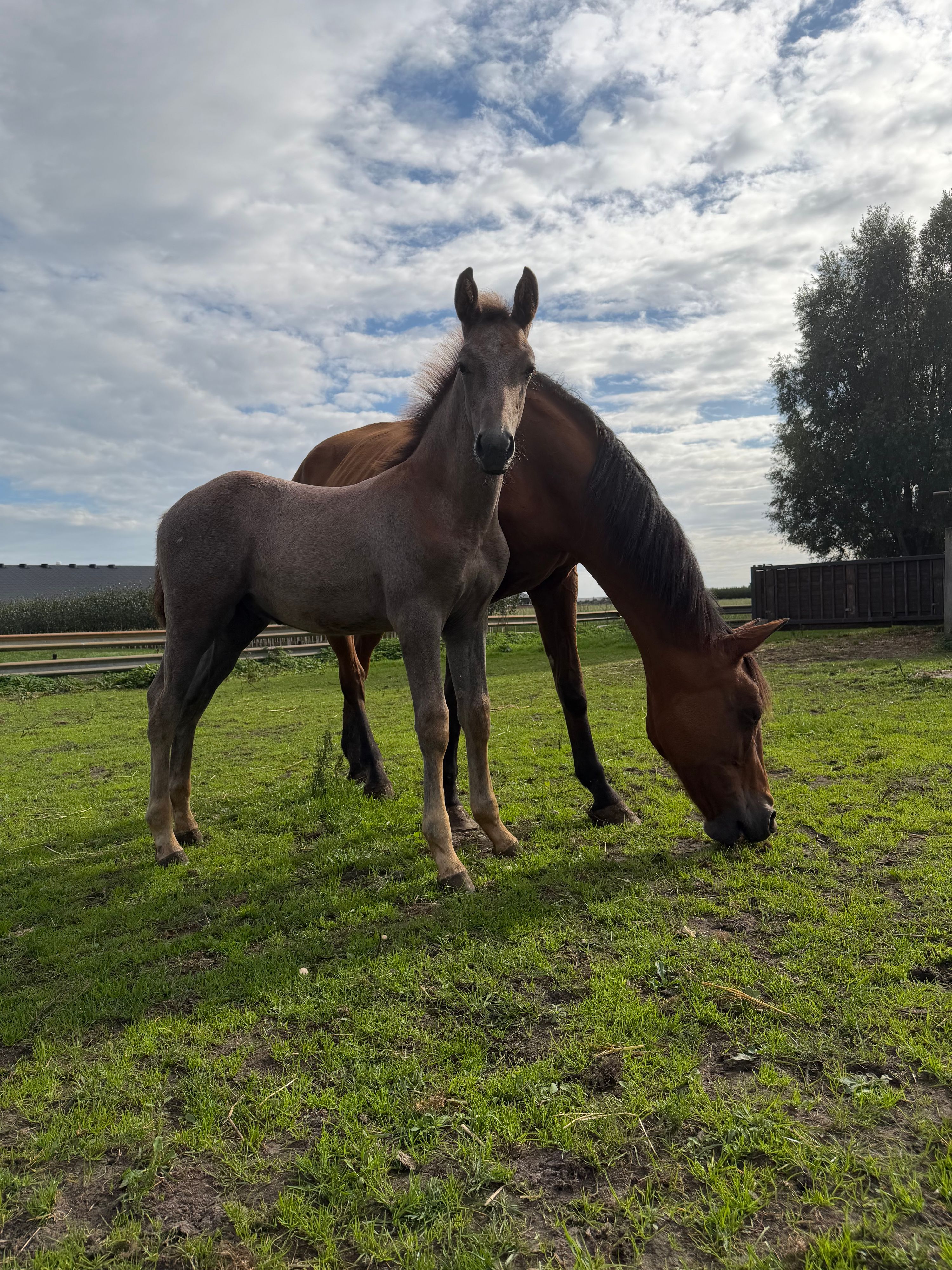 ⭐ 有望な牡馬 – For Treasure VDL × zeus x baloube x darko⭐️