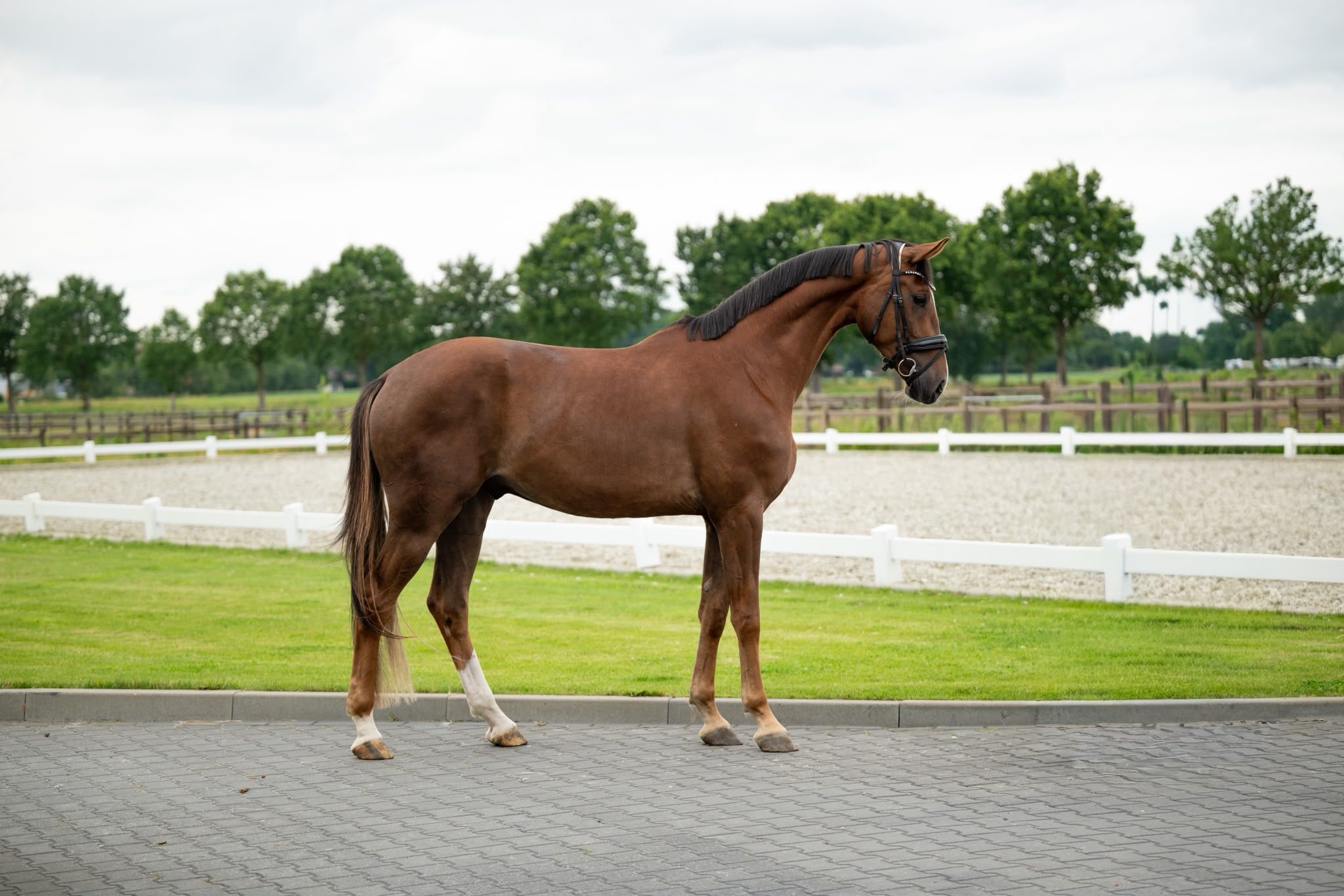 3-jähriger Lennox X Flemming Wallach