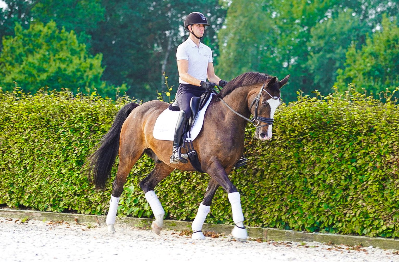 ❤️Super lief familiepaard te koop die alles kan❤️ - Foto 2