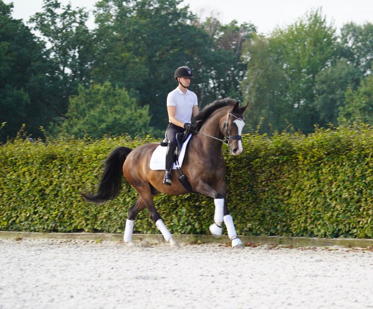 ❤️Super lief familiepaard te koop die alles kan❤️ - Foto 4