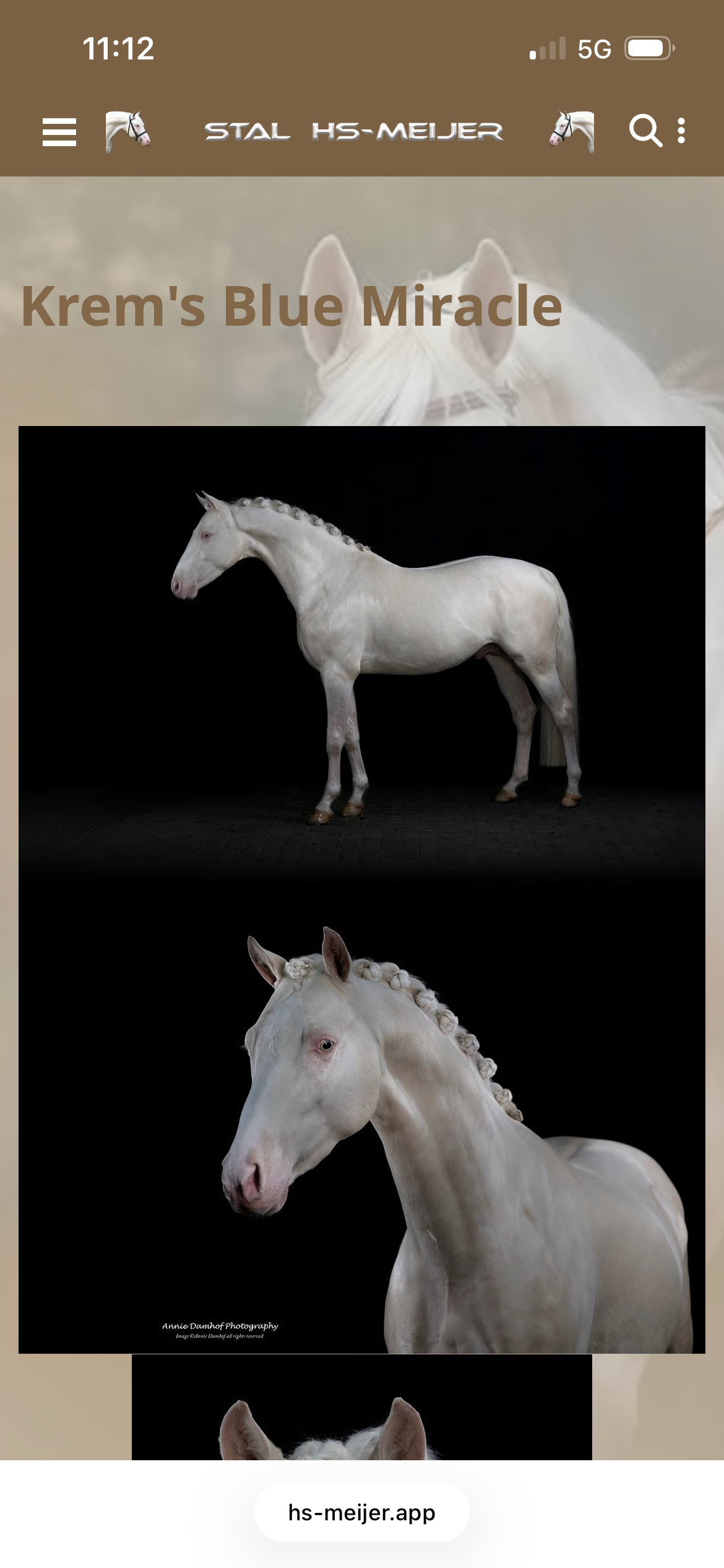 kwpn dressuurpaard hengst 0 ani palomino de vânzare - Foto 3
