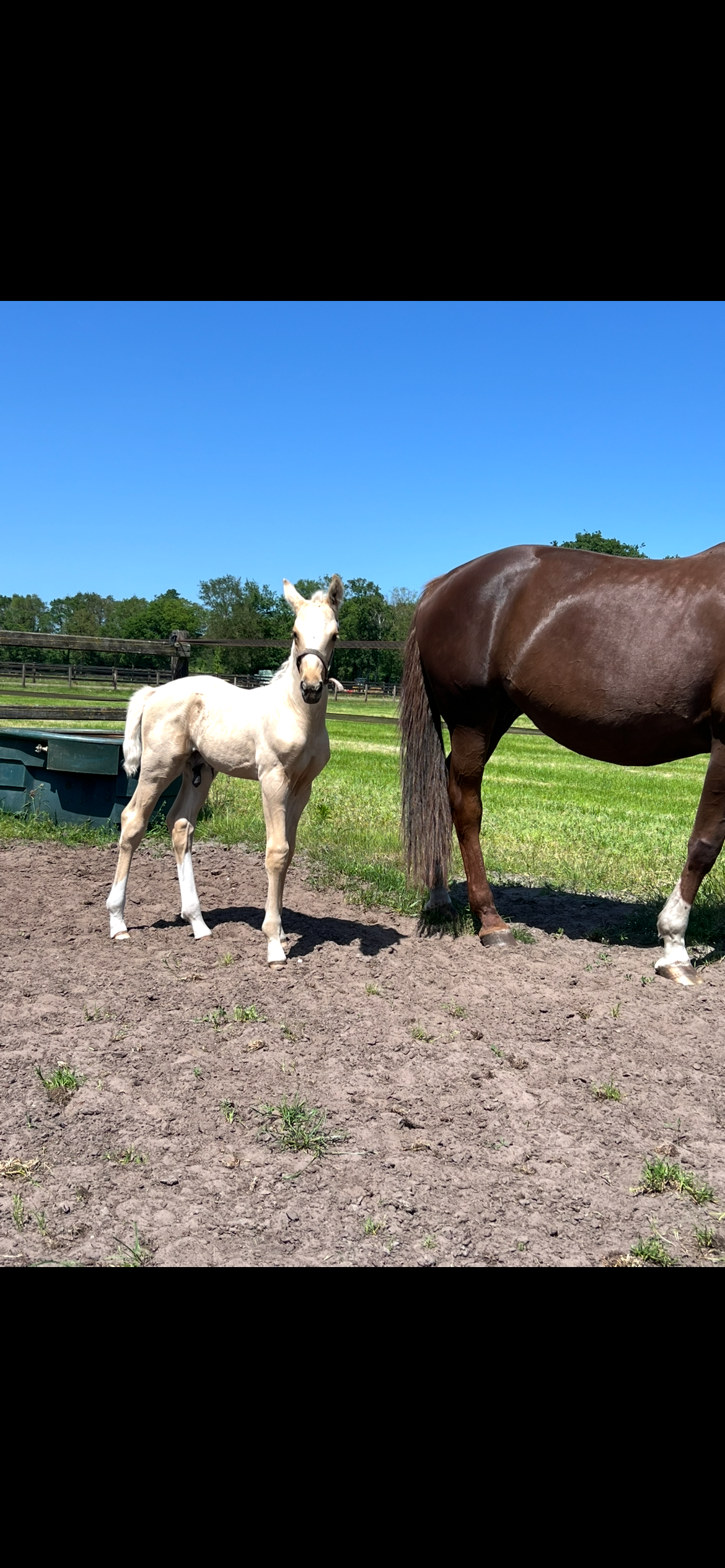 kwpn dressuurpaard hengst 0 ani palomino de vânzare - Foto 2