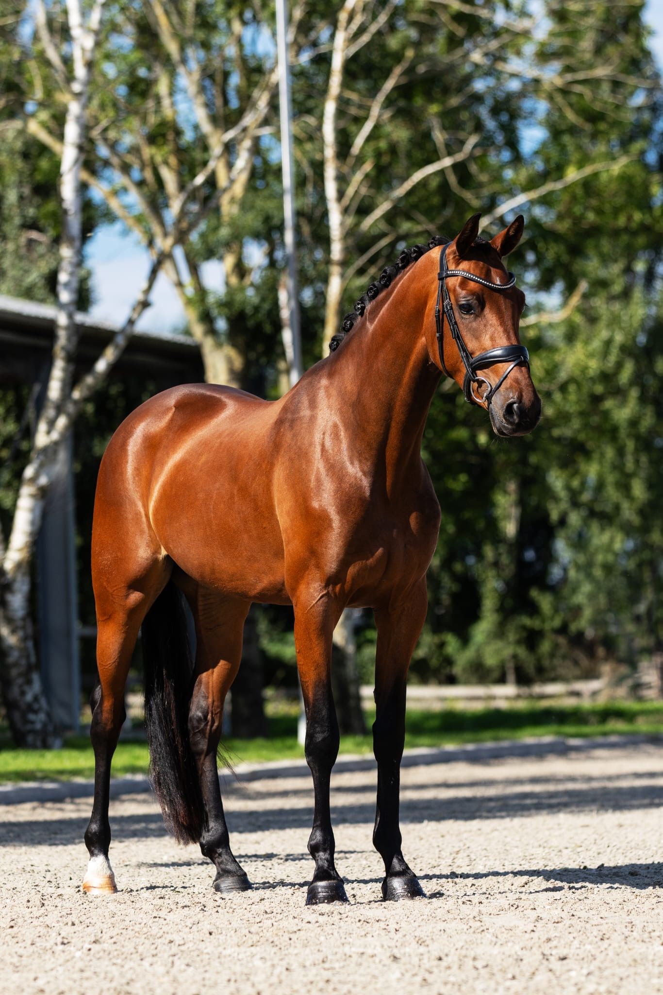 kwpn dressuurpaard merrie 3 ani bruin de vânzare - Foto 5