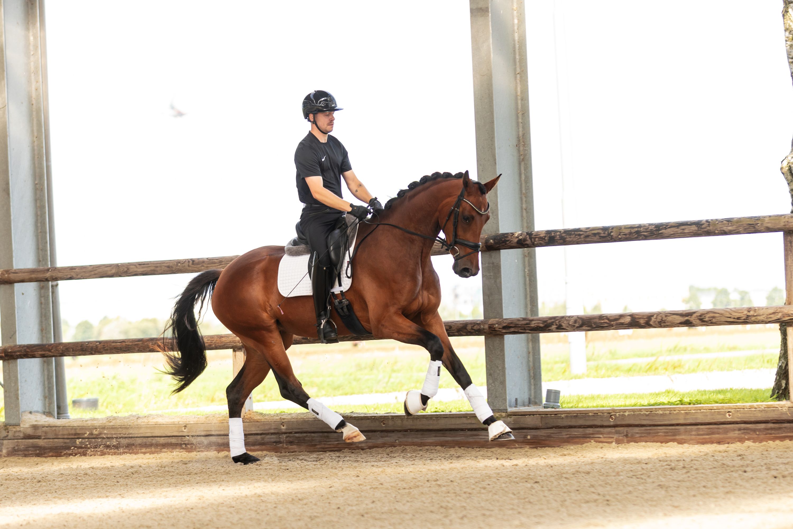 kwpn dressuurpaard merrie 3 ani bruin de vânzare - Foto 4