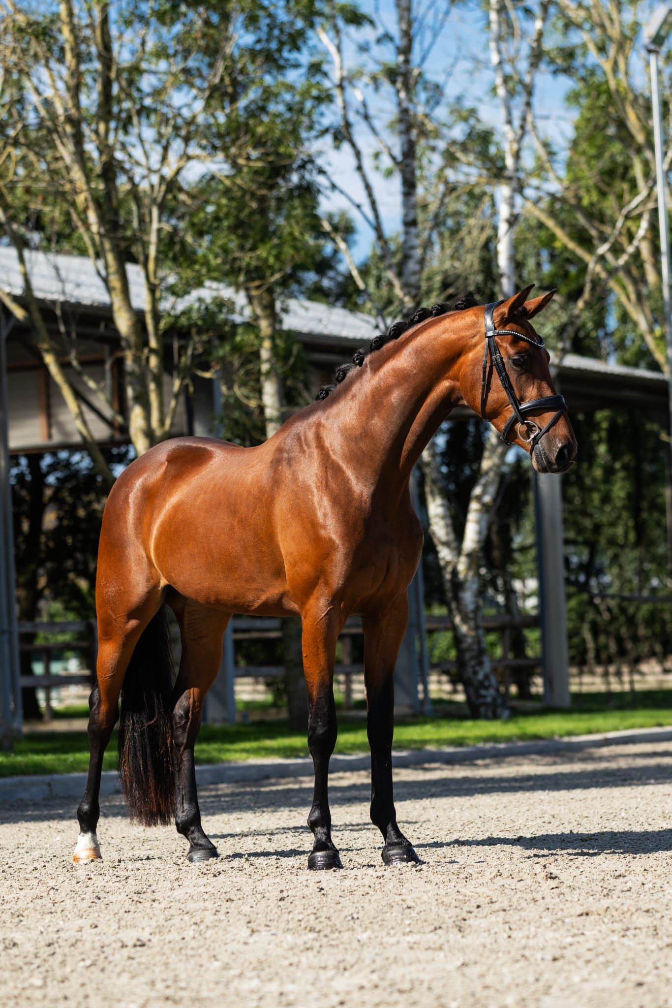 kwpn dressuurpaard merrie 3 ani bruin de vânzare - Foto 3