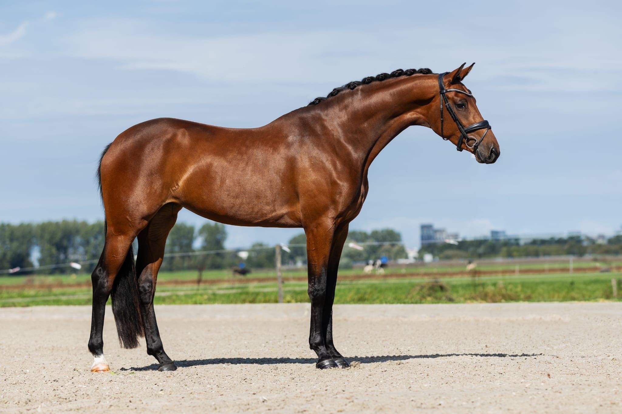 kwpn dressuurpaard merrie 3 ani bruin de vânzare - Foto 2