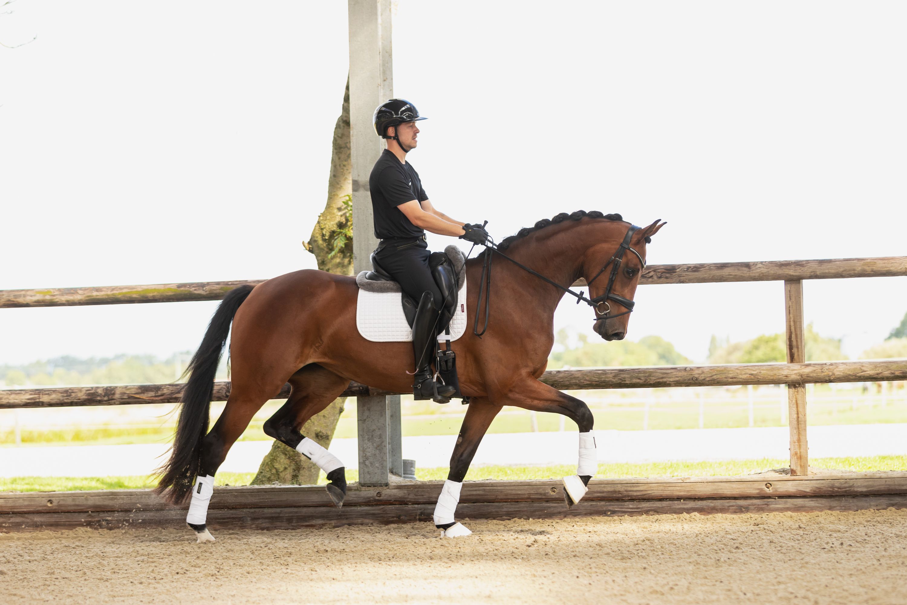 Very attractive, exceptionally moving mare by O’toto