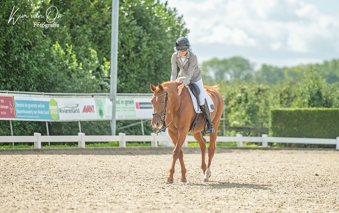 kwpn allrounder merrie 14 ani vos de vânzare - Foto 2