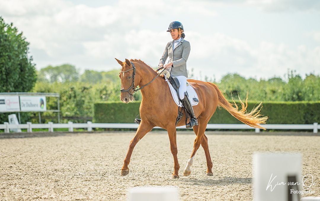 kwpn allrounder merrie 14 ani vos de vânzare - Foto 4