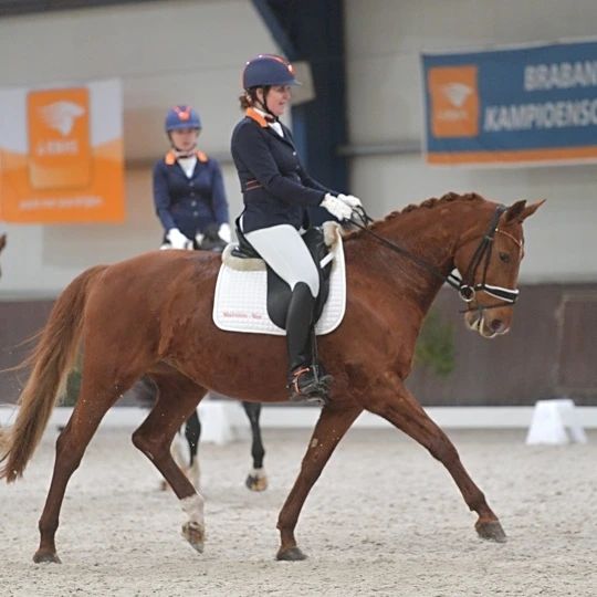 kwpn allrounder merrie 14 ani vos de vânzare - Foto 5
