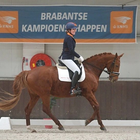 kwpn allrounder merrie 14 ani vos de vânzare - Foto 6