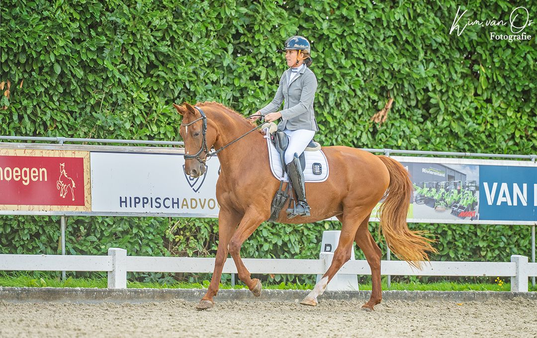kwpn allrounder merrie 14 ani vos de vânzare - Foto 3