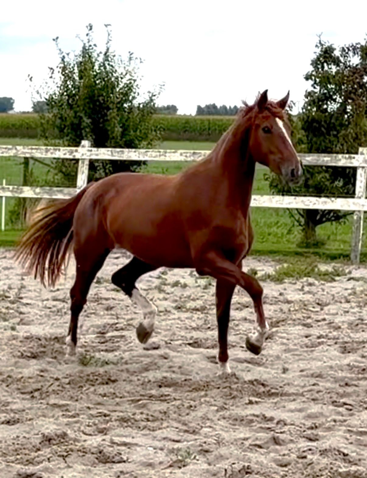 KWPN springpaard merrie 2 vuotta vos myytävänä - Kuva 6