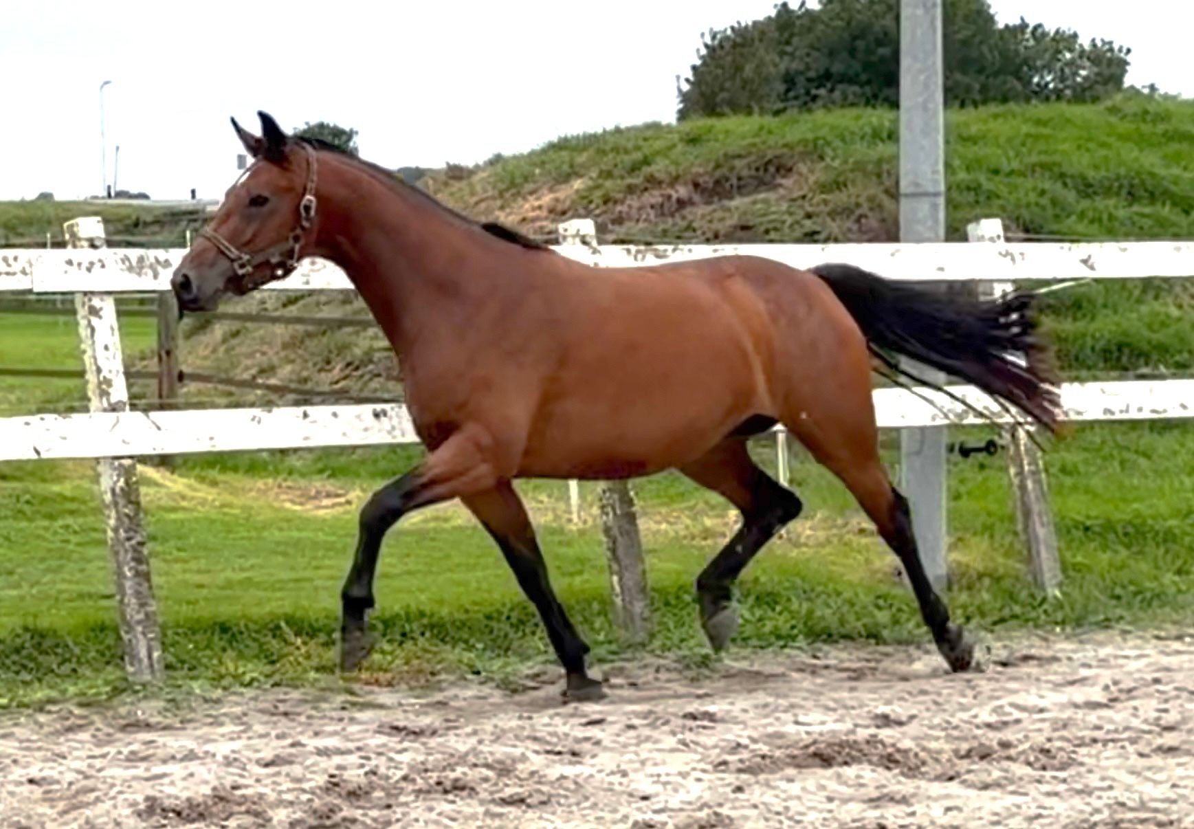 kwpn springpaard merrie 3 ani bruin de vânzare - Foto 5