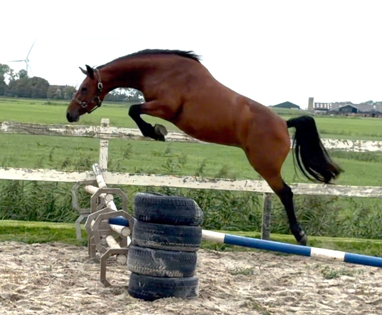 kwpn springpaard merrie 3 ani bruin de vânzare - Foto 4