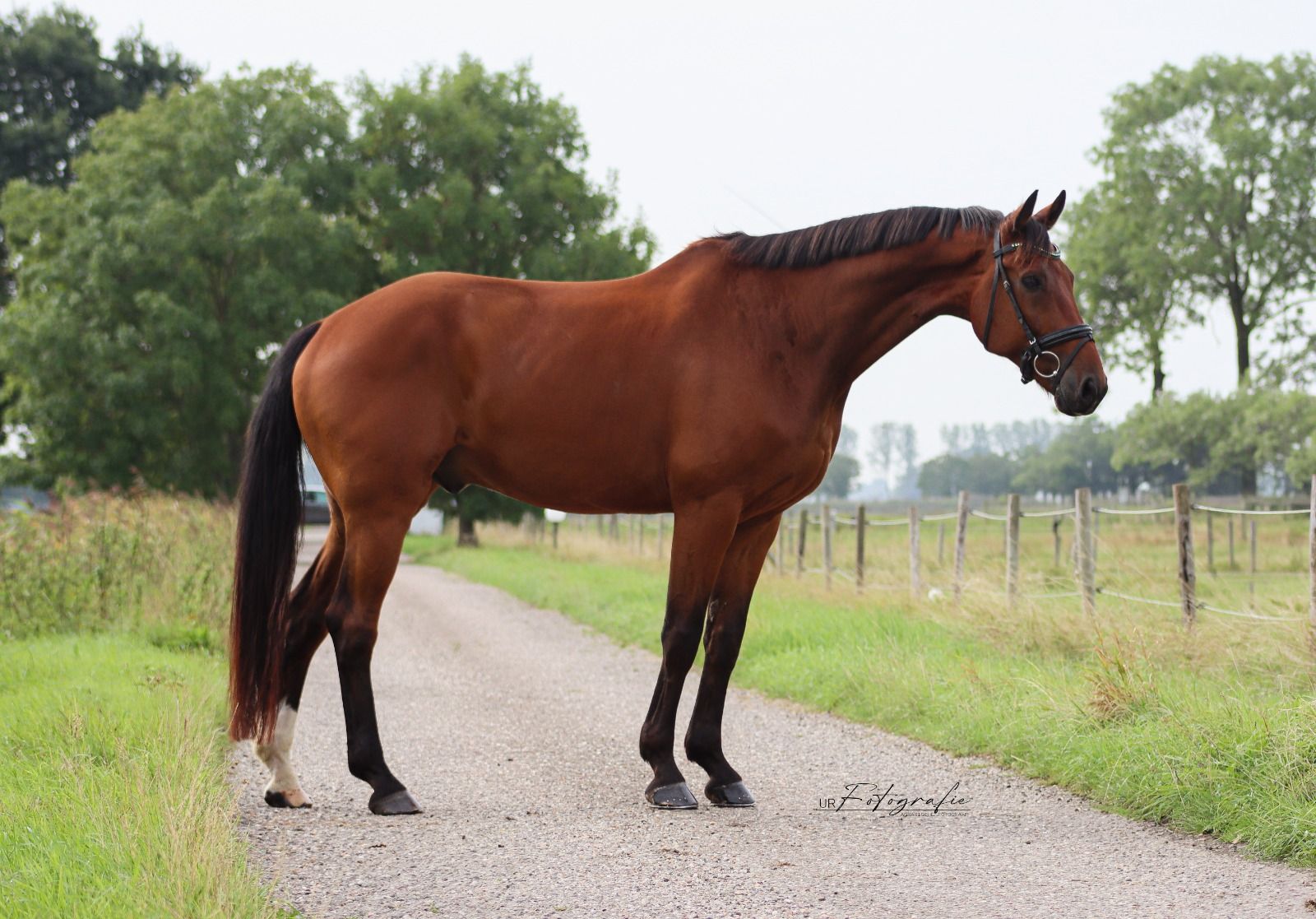 kwpn dressuurpaard ruin 7 ani bruin de vânzare - Foto 2