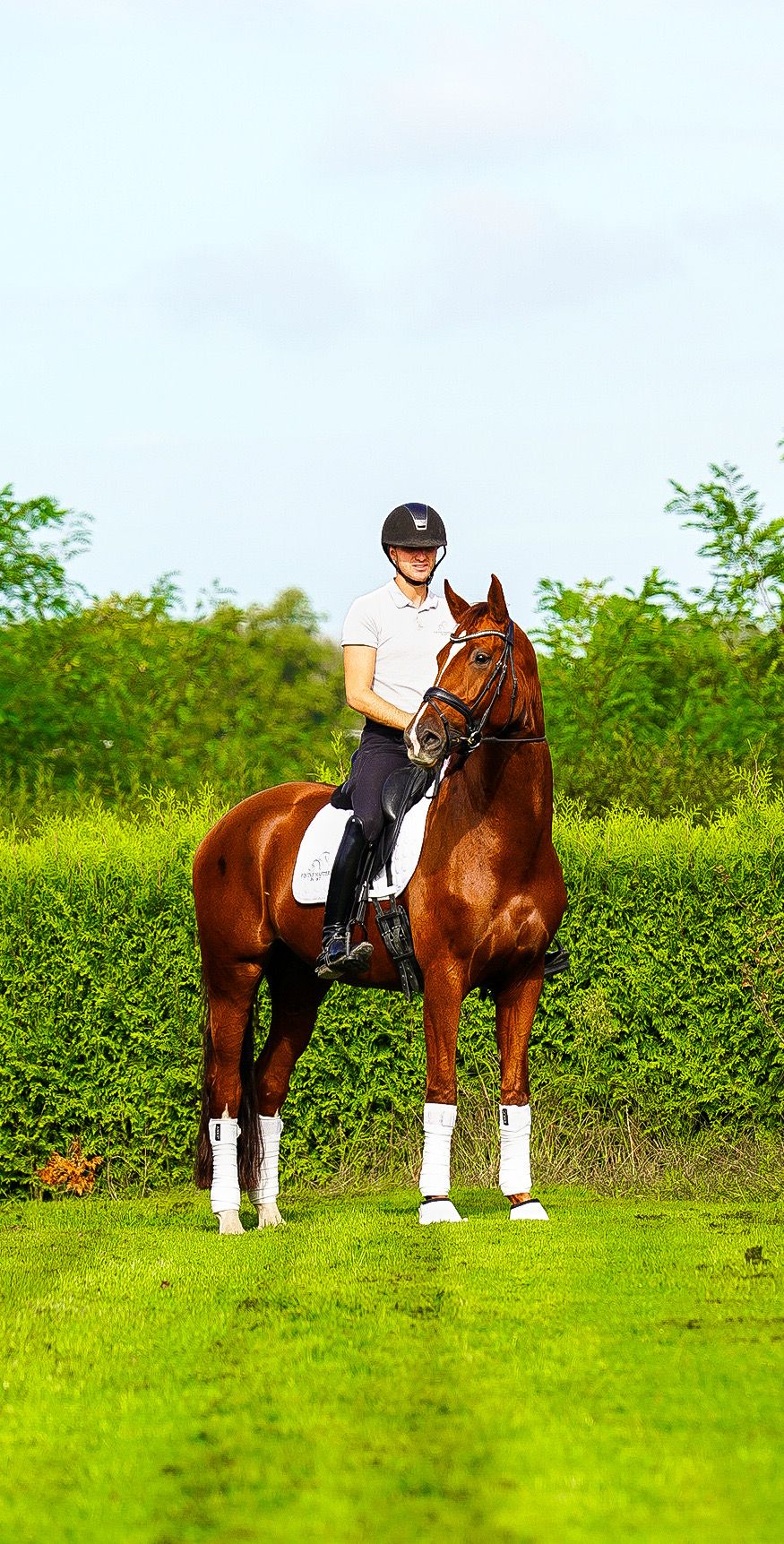dressuurpaard merrie 5 jaar te koop - Foto 5