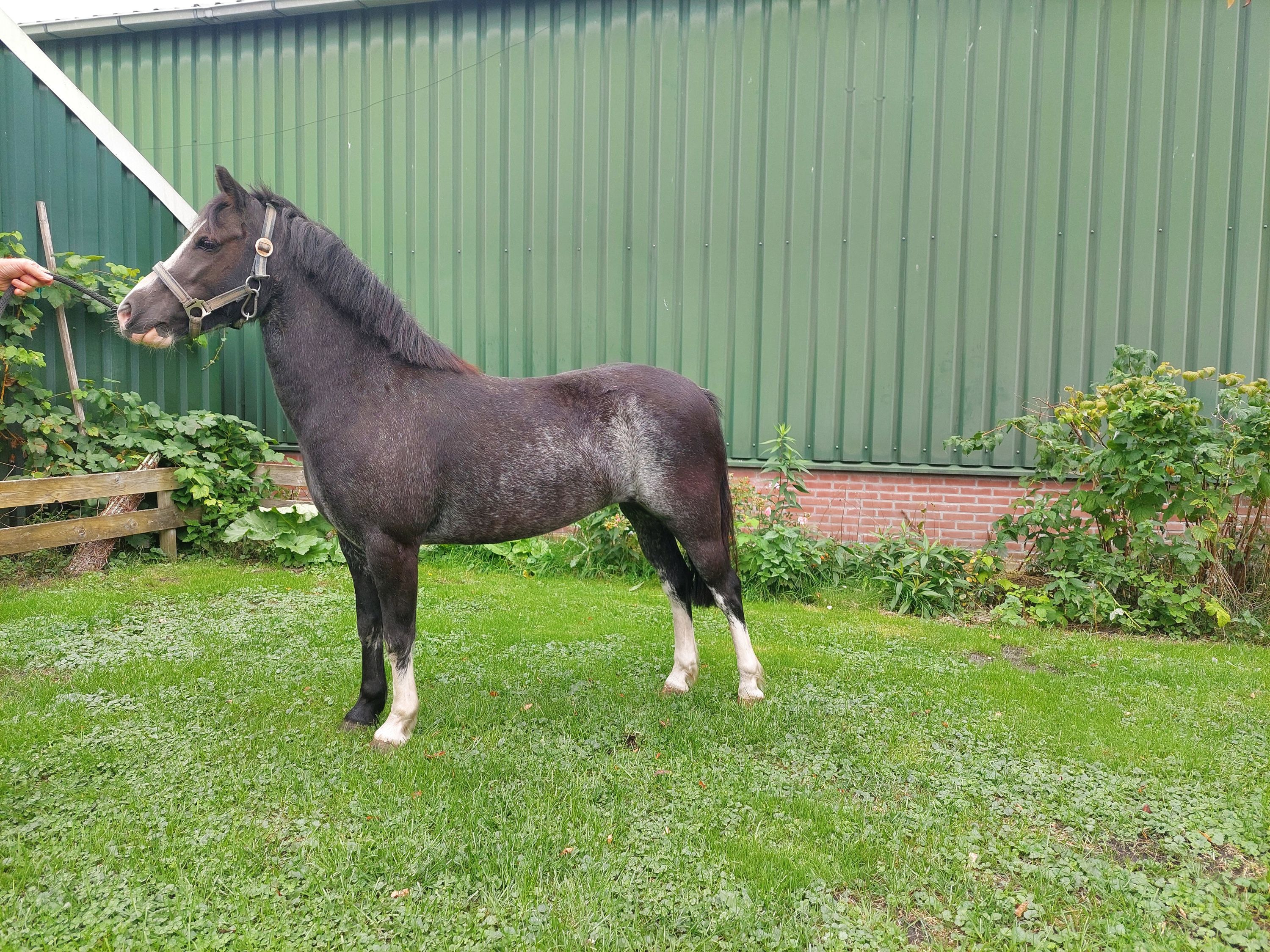 Beautiful Welsh Section A pony mare