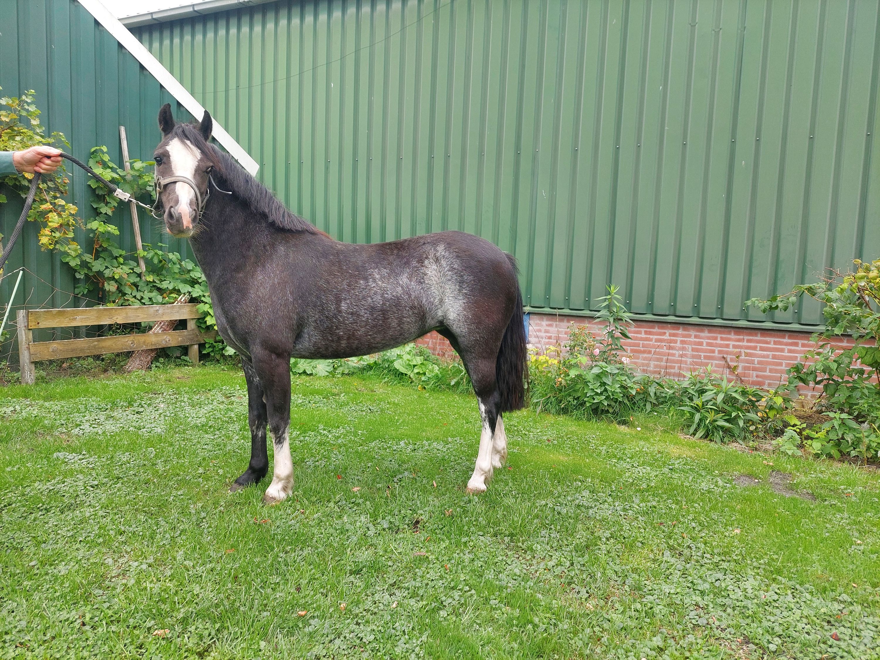 welsh allround-pony merrie 4 år andere-kleur till salu - Foto 2