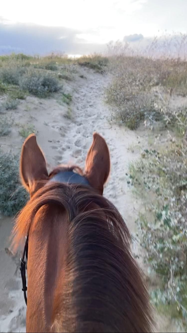 dressuurpaard merrie 5 jaar te koop - Foto 3